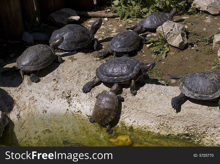 Seven tortoise sunbathing in the Miskolc Zoo. Seven tortoise sunbathing in the Miskolc Zoo.