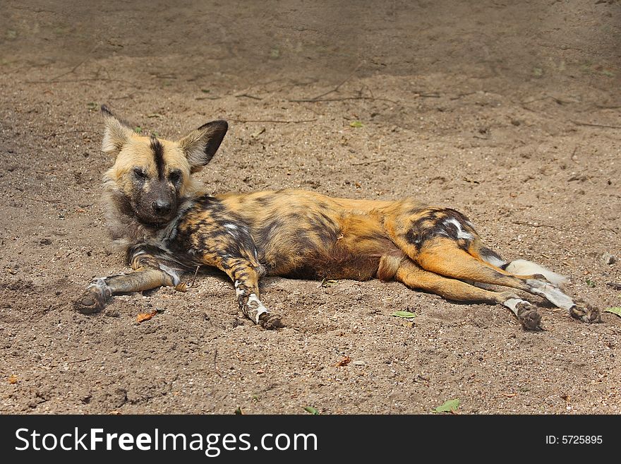 Photo of a African Wild (painted Dog). Photo of a African Wild (painted Dog)