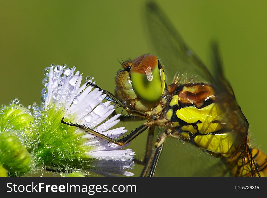 Portrait of dragonfly