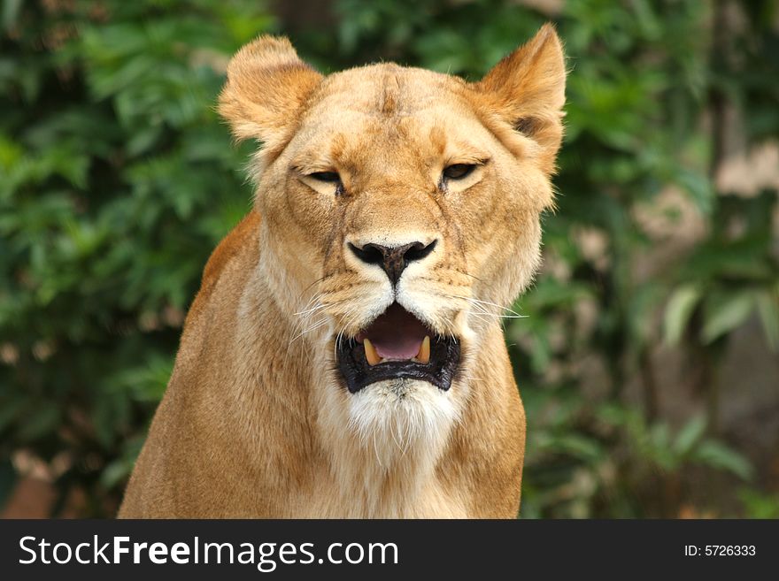 Lioness in Sabi Sands Reserve, South Africa