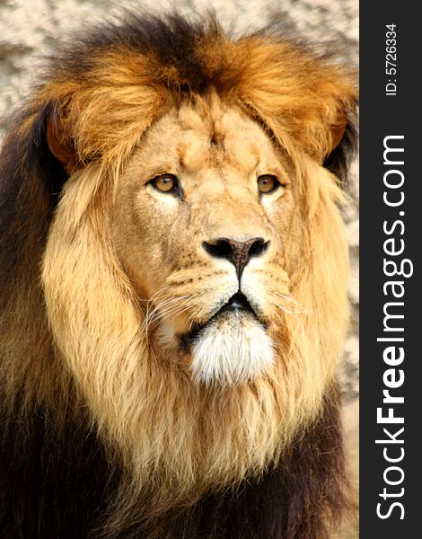 Lion in Sabi Sands Reserve, South Africa