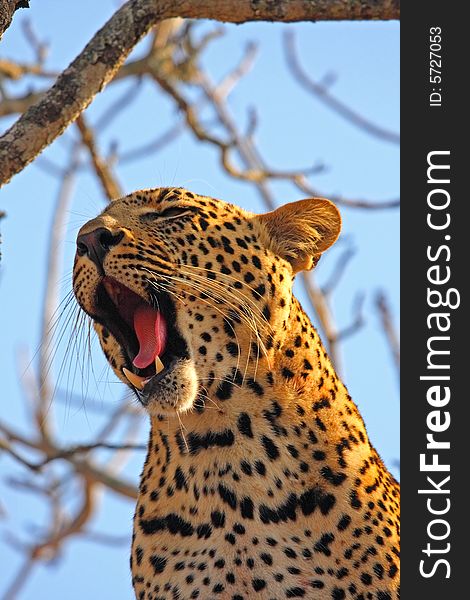 Leopard in a tree in the Sabi Sands Reserve