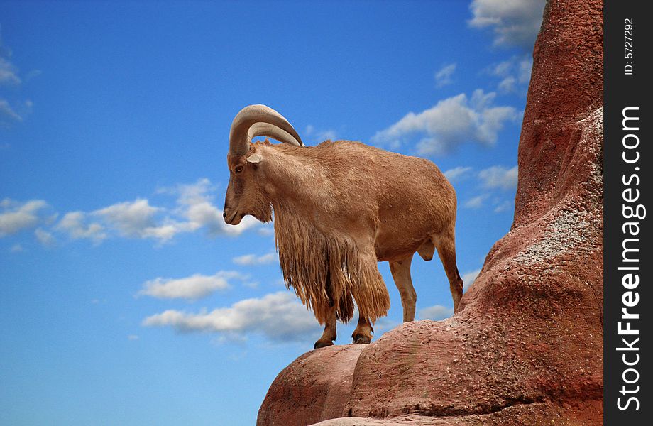 A Barbary Sheep (Aoudad) on a mountainside