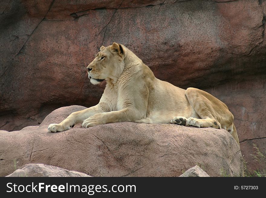 Lioness pridefully resting on the rock in the sun