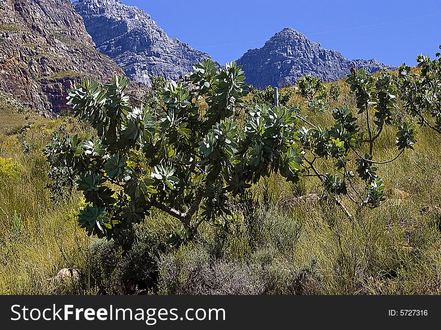 Protea Bush On Mountain Slopes