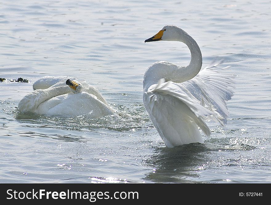 Swans in the lake of easten China. Swans in the lake of easten China