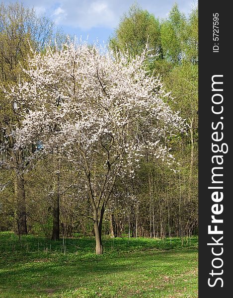 Tree blossoming in spring garden