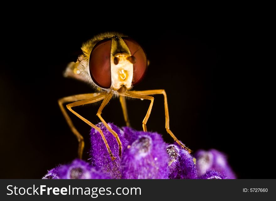 A nice fly on an blue flower. A nice fly on an blue flower