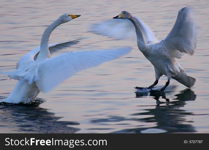 Swans swimming in the easten China. Swans swimming in the easten China