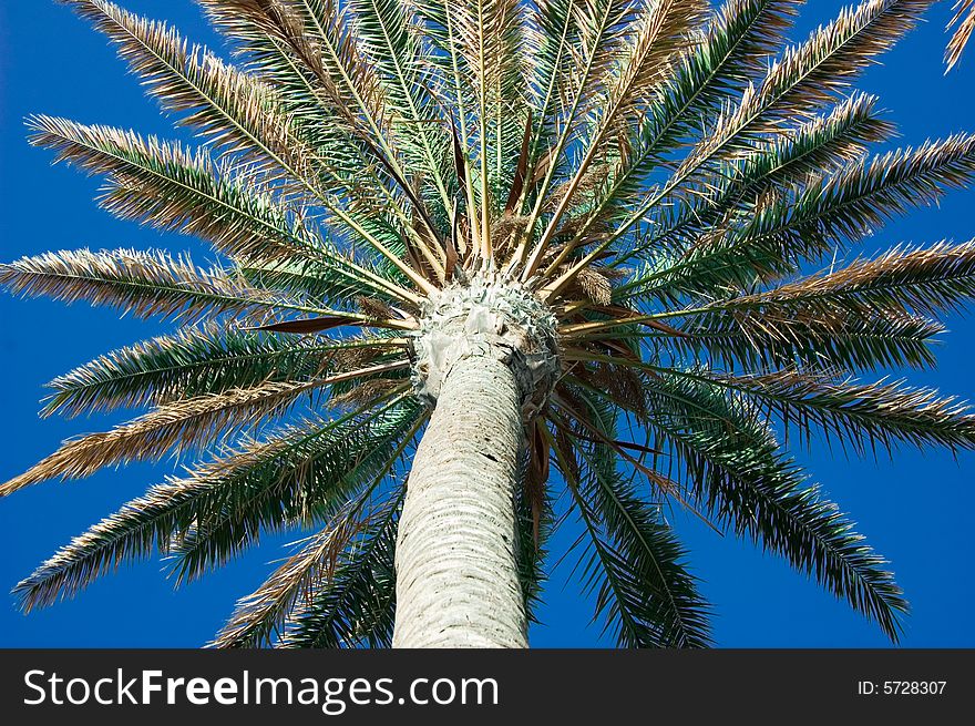 Palm & sky tree in tropical