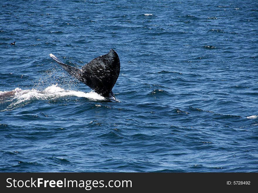 Humpback Whale diving in the Pacific Ocean near the San-Francisco Bay