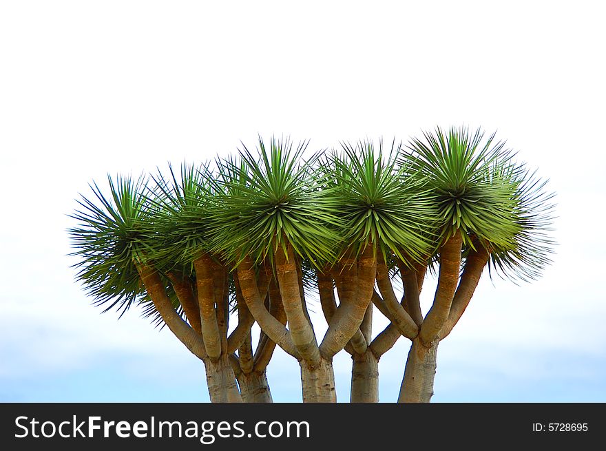 Five palms on seacoast Tenerife