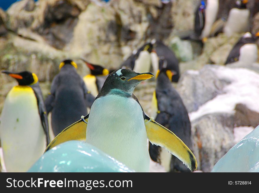 Penguins standing on a rocky coast. Penguins standing on a rocky coast