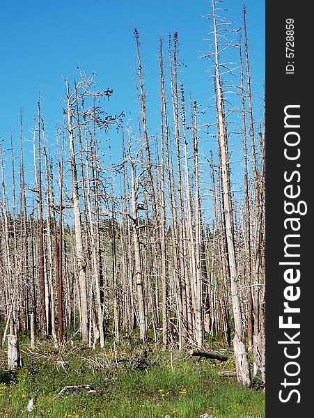 Forest after fire in glacier national park, usa. Forest after fire in glacier national park, usa