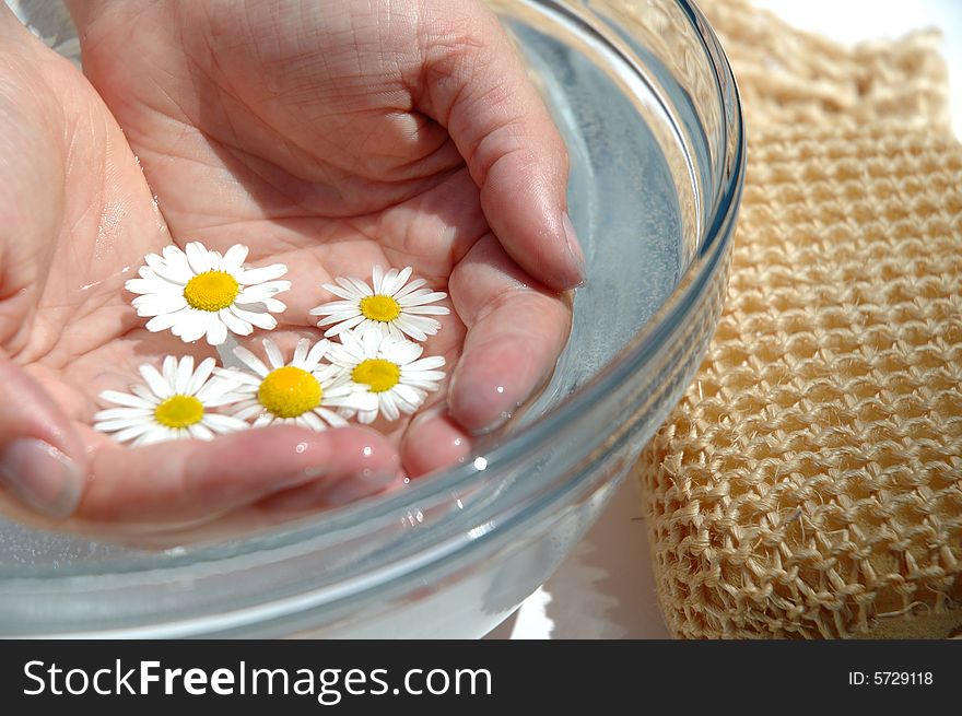 Chamomile homeopathic medicine with hands. Chamomile homeopathic medicine with hands