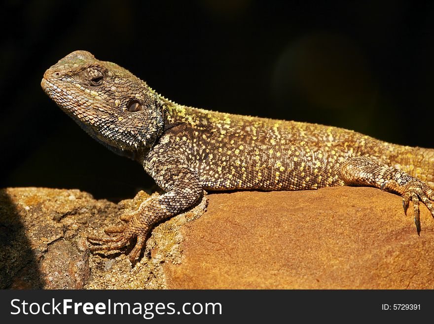 Blue headed Agama lizard basking on a rock