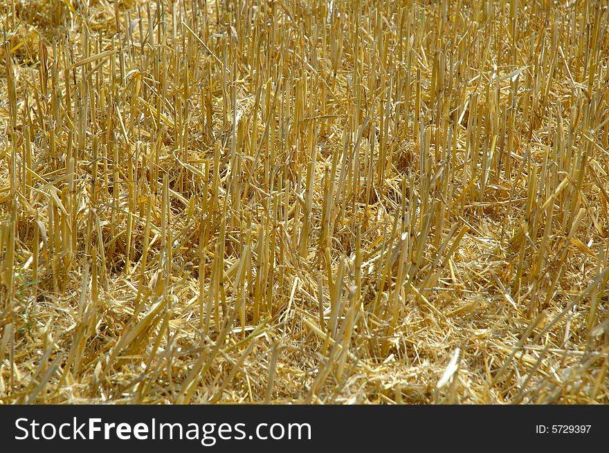 After machine harvesting the corn field. After machine harvesting the corn field