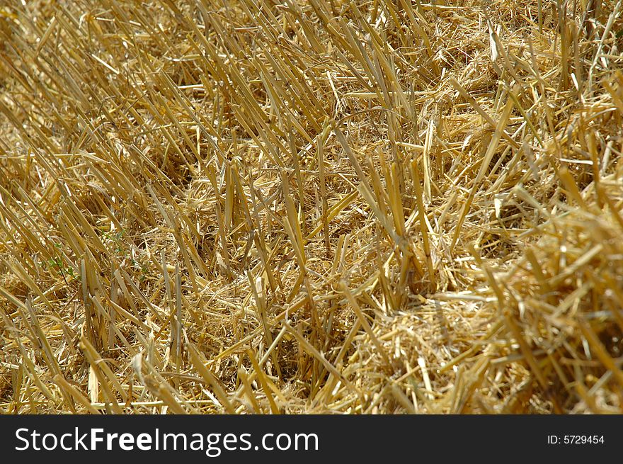 After machine harvesting the corn field. After machine harvesting the corn field