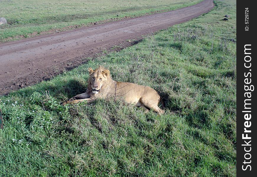 Lion lies on the grass