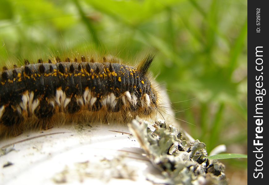 Hirsute caterpillar sits on birch logs