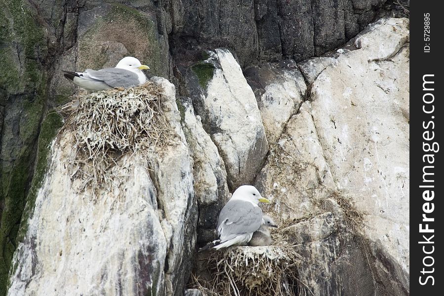 Kittiwakes Nesting With Chicks.