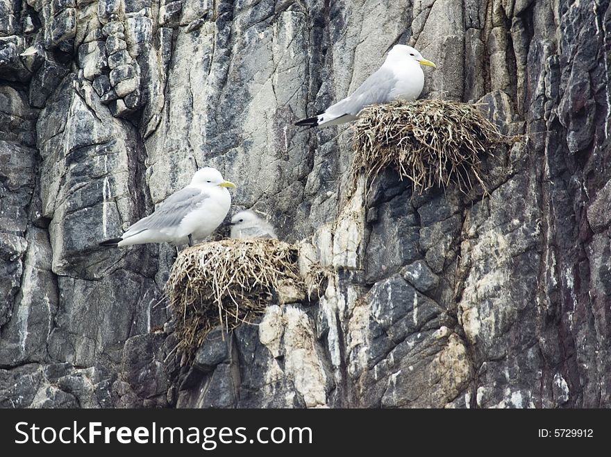 Two Kittiwakes on nests one with  a chick. Two Kittiwakes on nests one with  a chick.