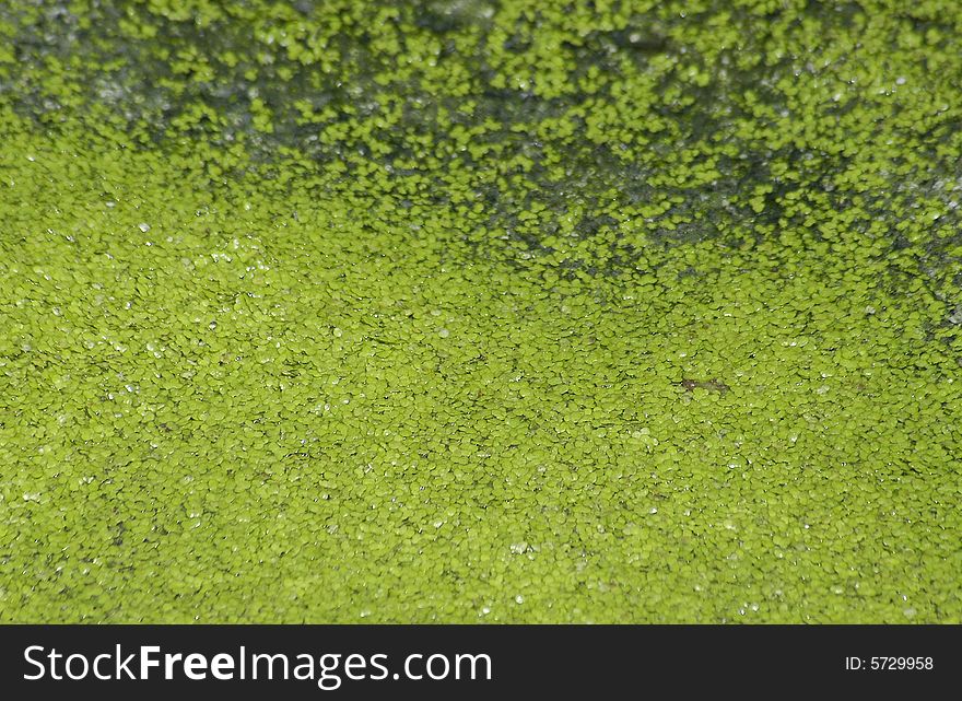 Green abstraction in  the sunshine. Green abstraction in  the sunshine