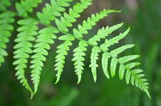 Fern Leaf Stock Image Fern Leaf Stock Image