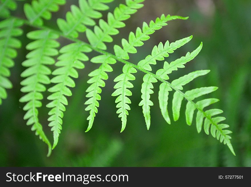 Beautiful close-up of a green fern leaf in a forest.