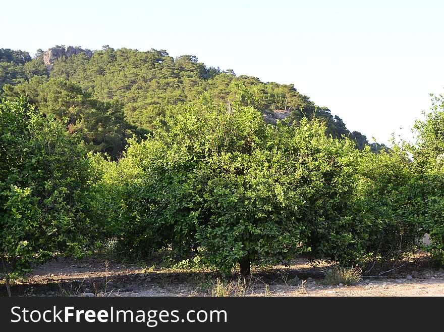 Nature in Kemer, Antalya - Turkey. Nature in Kemer, Antalya - Turkey