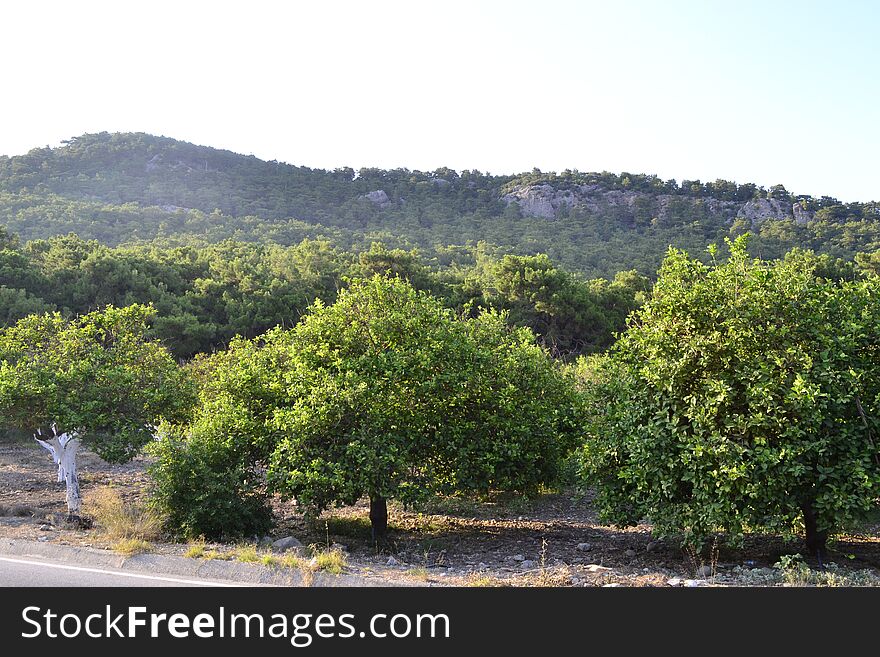 Nature in Kemer, Antalya - Turkey. Nature in Kemer, Antalya - Turkey