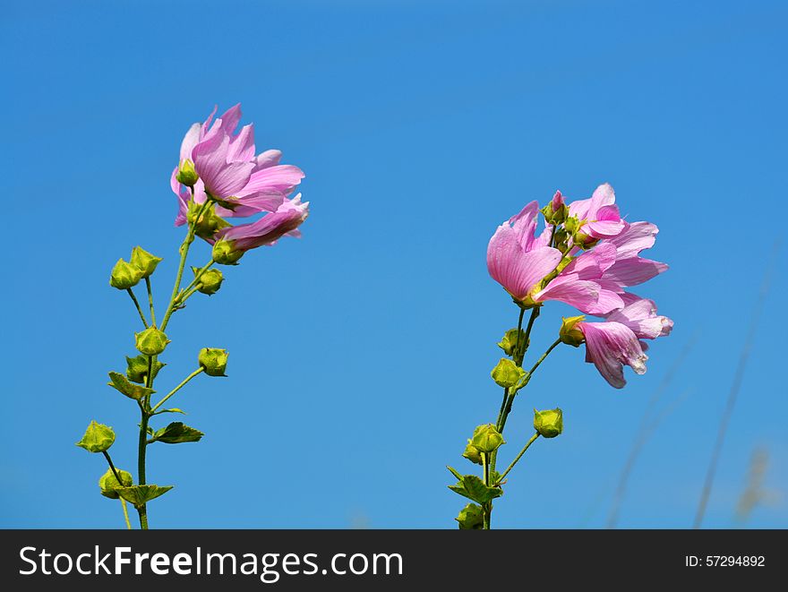 Flowerses Of The Steppes