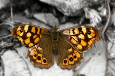 Brown Butterfly Stock Photography