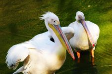 Two Pelicans Royalty Free Stock Images Two Pelicans Royalty Free Stock Images