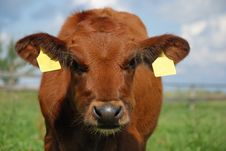 Baby Cow Looking Into Camera Stock Images Baby Cow Looking Into Camera Stock Images