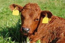 Nice Baby Cow Close Up Stock Image Nice Baby Cow Close Up Stock Image