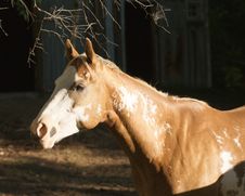 Horse Profile Portrait Royalty Free Stock Photo