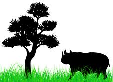 Rhinoceros Royalty Free Stock Photos Rhinoceros Royalty Free Stock Photos