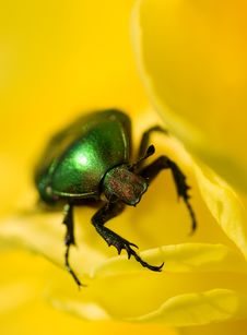 Green Bug Stock Photography Green Bug Stock Photography