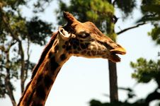 Funny Giraffe Royalty Free Stock Image