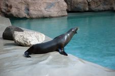 California Sea Lion Stock Image California Sea Lion Stock Image