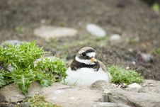 Ringed Plover On Nest Royalty Free Stock Image Ringed Plover On Nest Royalty Free Stock Image