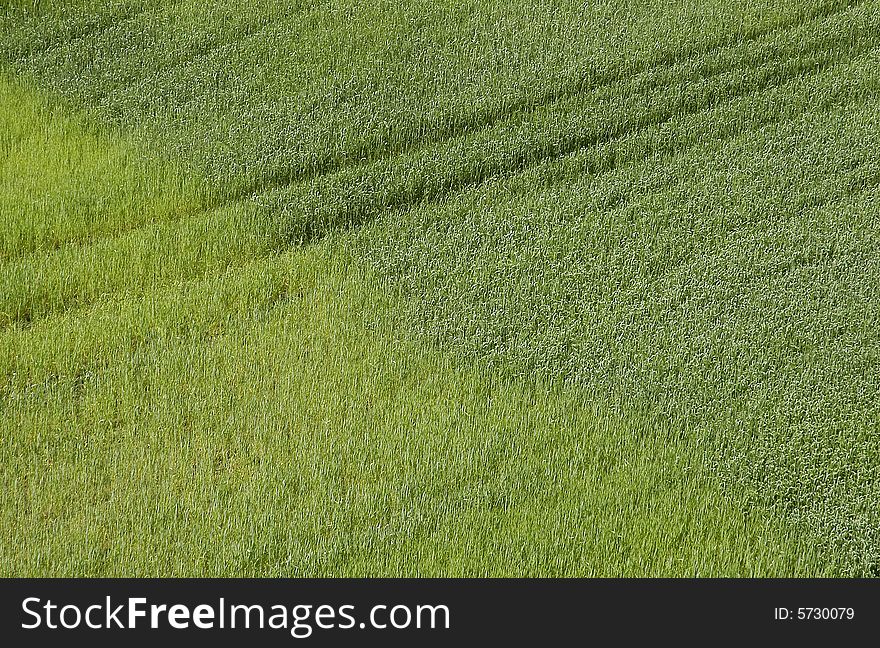 The field with green corn as an abstract