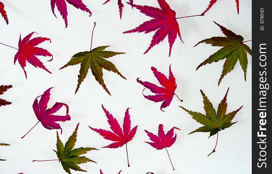 Autumnal leaves on a white background