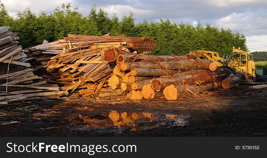 Freshly cut tree trunk ready for the mill. Freshly cut tree trunk ready for the mill