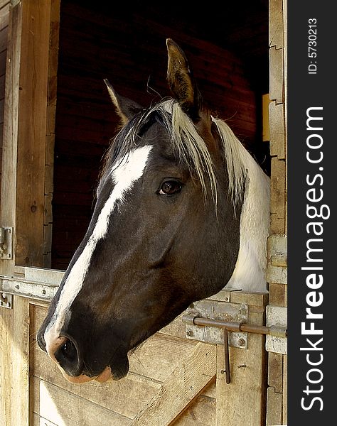 The horse portrait at ranch. The horse portrait at ranch