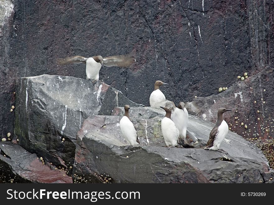 Guillemots Standing On Rocks.