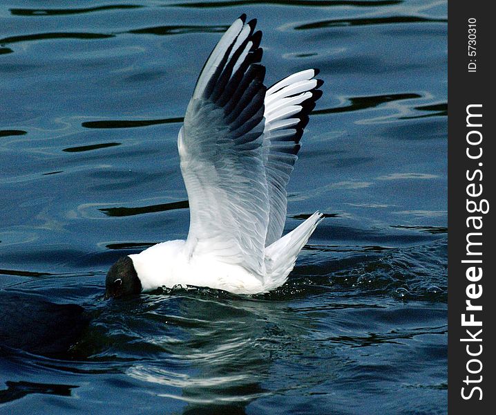 Black headed gull touched down on calm waters. Black headed gull touched down on calm waters