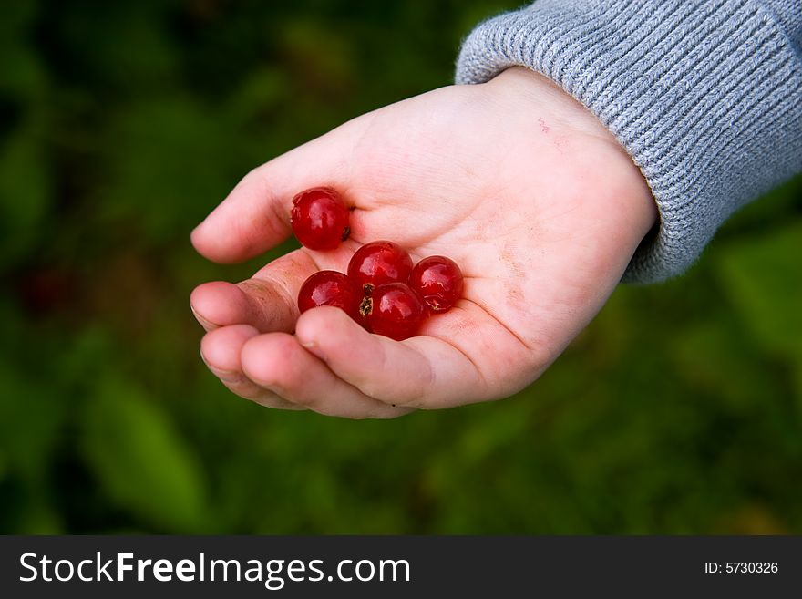 Little boy's handful of red currant. Little boy's handful of red currant