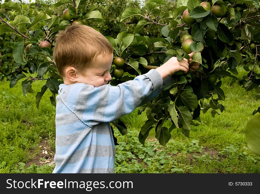 Little boy picking apples from the tree